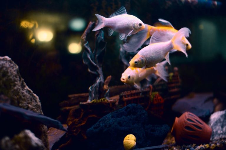 IMG 9226m 1024x682 1 768x512