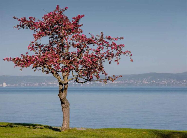 aranypart camping siofok 202302 768x567